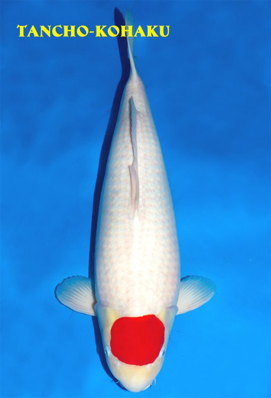 Cá Koi Tancho: Biểu tượng của xứ sở hoa anh đào