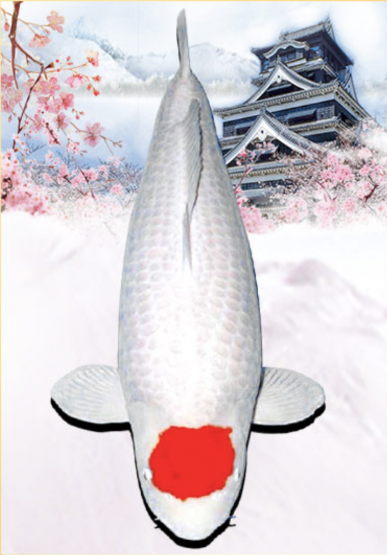 Cá Koi – “quốc ngư” của Nhật Bản. cá Koi, Phong thủy