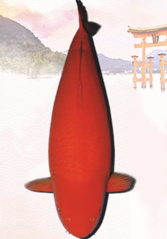 Cá Koi Benigoi màu đỏ cam, cá Koi, Phong thủy