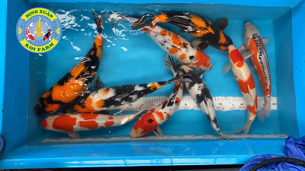 kỹ thuật nuôi cá koi sinh sản để tạo ra những con cá koi màu sắc tuyệt đẹp. cách nuôi cá koi sinh sản, nuôi cá koi sinh sản, kỹ thuật nuôi cá koi sinh sản, cá koi sinh sản, ca koi sinh san